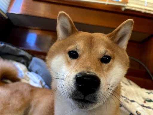 Pet Supply Store «PetSmart», reviews and photos, 4500 Mitchellville Rd, Bowie, MD 20716, USA