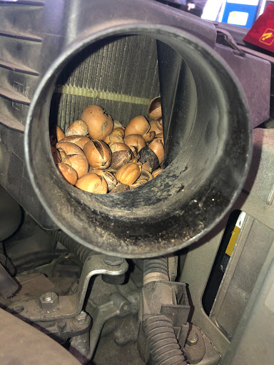 Auto Repair Shop «Rivergate Muffler & Complete Auto Care», reviews and photos, 159 Gleaves St, Madison, TN 37115, USA