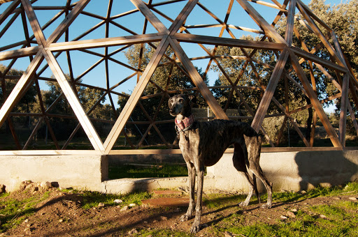 Campamento Peludosos en Buenavista, Salamanca