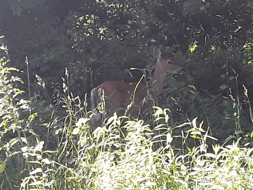 Park «Beekman Recreation Park», reviews and photos, 29 Recreation Center Rd, Hopewell Junction, NY 12533, USA