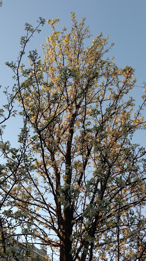 Dog Park «Church Square Park Dog Park», reviews and photos, 401-449 Willow Ave, Hoboken, NJ 07030, USA