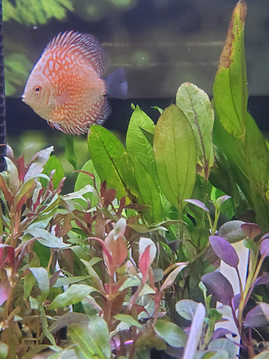 Pet Supply Store «Petco Animal Supplies», reviews and photos, 2140 E Blvd St, Kokomo, IN 46902, USA