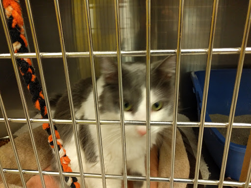 Pet Supply Store «PetSmart», reviews and photos, 15555 E 14th St, San Leandro, CA 94578, USA