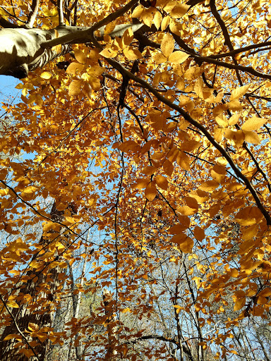 Nature Preserve «Autrey Mill Nature Preserve & Heritage Center», reviews and photos, 9770 Autrey Mill Rd, Johns Creek, GA 30022, USA