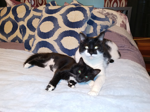 Rochester Veterinary Clinic image