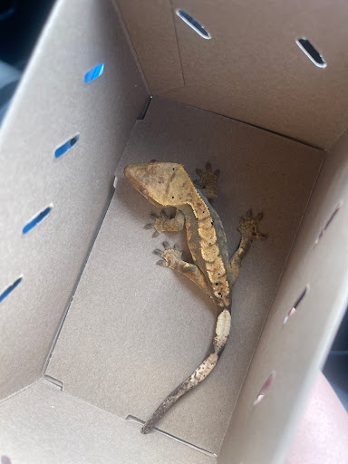 Pet Supply Store «Petco Animal Supplies», reviews and photos, 188 Kitts Ln, Newington, CT 06111, USA