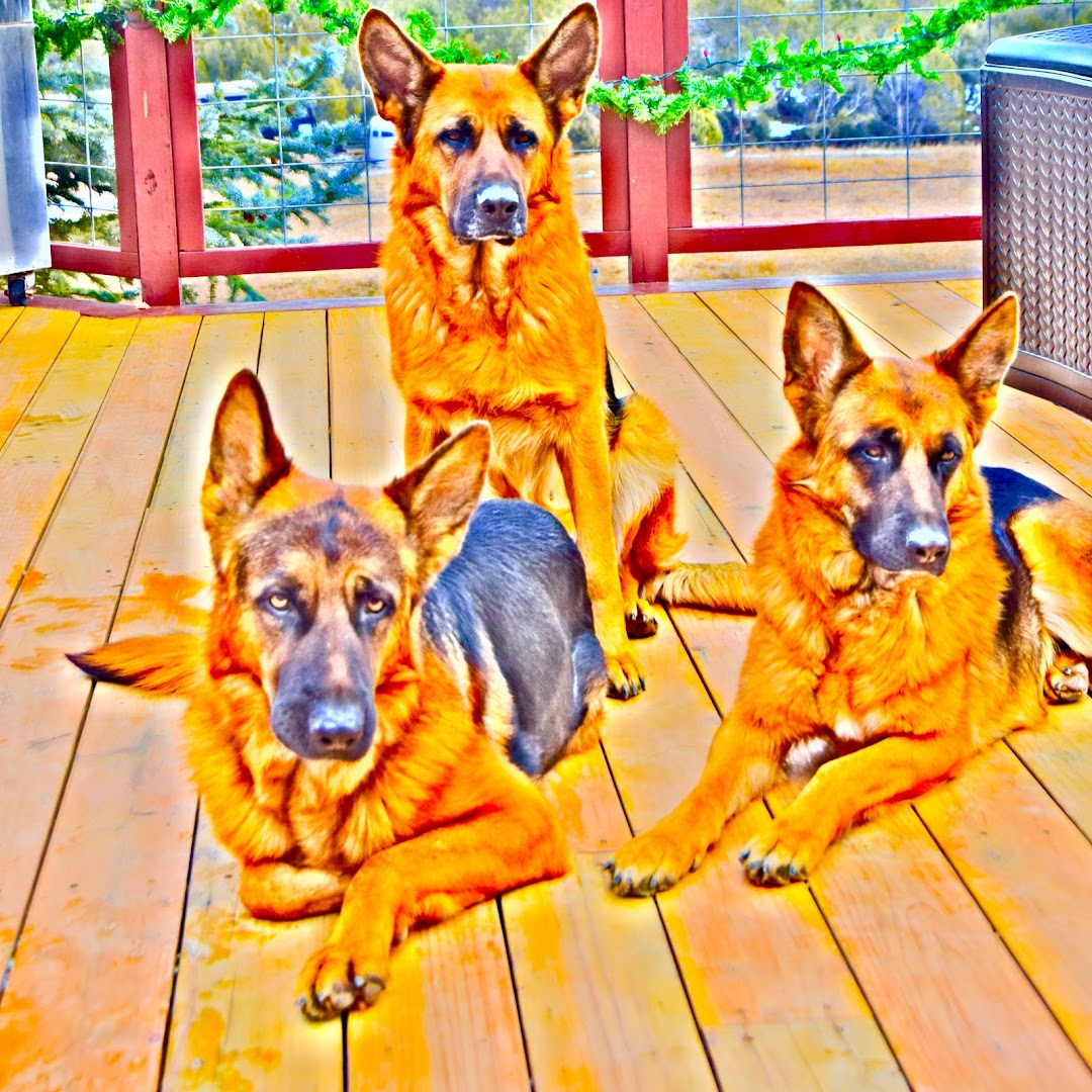 Von Bergen Hoch German Shepherd Dogs