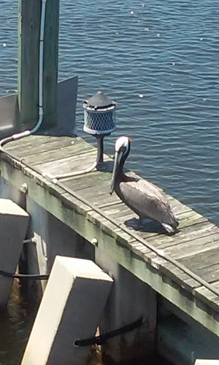 Department Store «Walmart Supercenter», reviews and photos, 8701 U.S. 19, Port Richey, FL 34668, USA