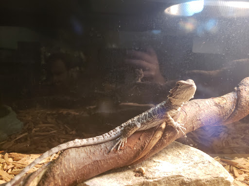 Pet Store «Fish & More Pet Store», reviews and photos, 310 E Main St #8, Sylva, NC 28779, USA