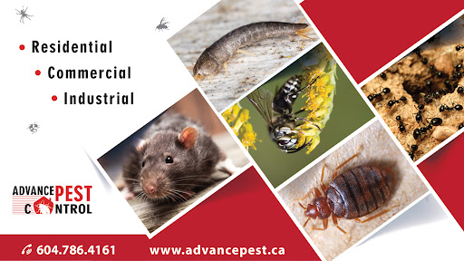 Advance Pest - Pest Control Vancouver/Pest Exterminator