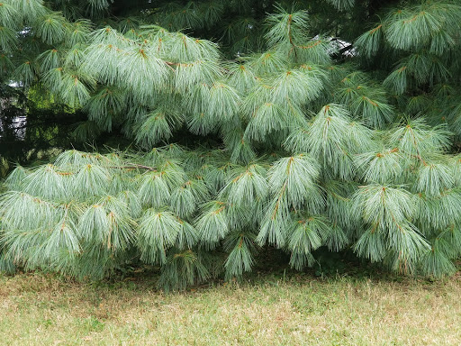 Park «Robsion Park», reviews and photos, Robsion Park Dr, Lyndon, KY 40222, USA