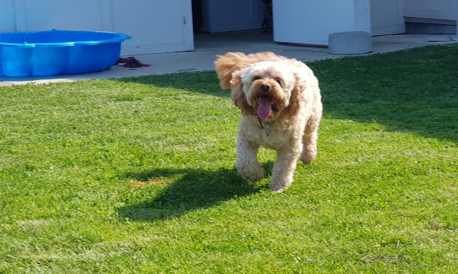 Reviews of Felix and Fido Kennels and Cattery in Waihi Beach - Dog trainer