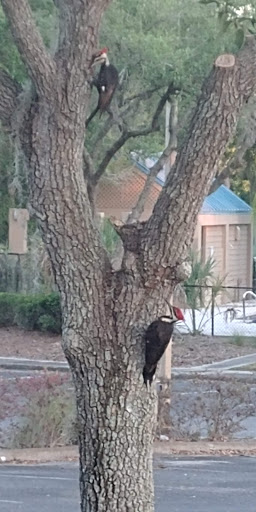 Golf Club «The River Club», reviews and photos, 6600 River Club Blvd, Bradenton, FL 34202, USA