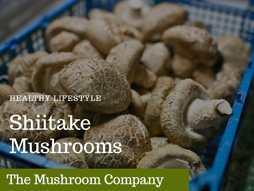 The Mushroom Company, Mumbai