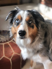 The NJ Barkway LLC Dog Walking - Photo 6 - Car repair in , Paterson