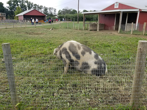 Orchard «Barton Orchards - Noxon Road Store Open Year Round - The Farm is CLOSED for the Season.», reviews and photos, 63 Apple Tree Ln, Poughquag, NY 12570, USA