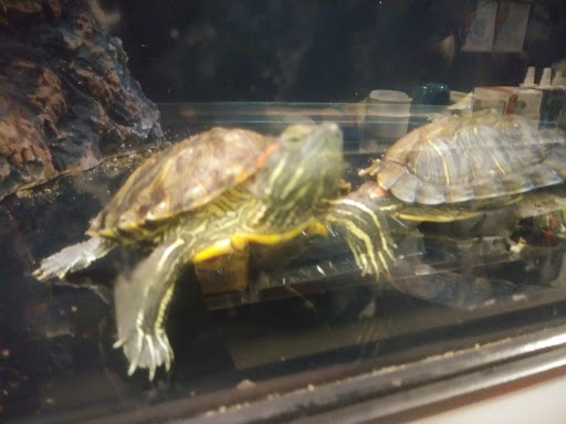 Pet Supply Store «Petco Animal Supplies», reviews and photos, 31419 Pacific Hwy S, Federal Way, WA 98003, USA