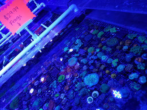 Tropical Fish Store «The Fish Store», reviews and photos, 2050 Chamblee Tucker Rd, Chamblee, GA 30341, USA