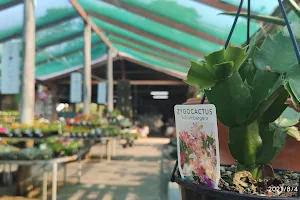 Mareeba Garden Centre image