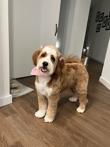 Pawpular Pet Pawlour