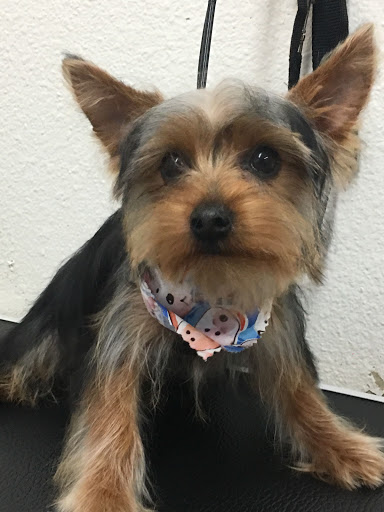 Pet Groomer «Soggy Dog Grooming And Pet Supplies», reviews and photos, 344 E 4th St, Long Beach, CA 90802, USA