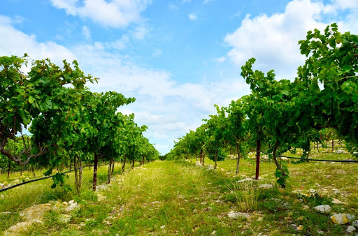 Winery «Valley Mills Vineyards», reviews and photos, 8532 Hwy 6, Waco, TX 76712, USA