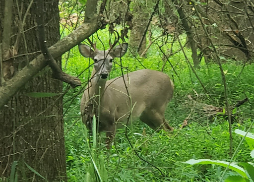 Park «Big Creek Park», reviews and photos, 1600 Old Alabama Rd, Roswell, GA 30076, USA