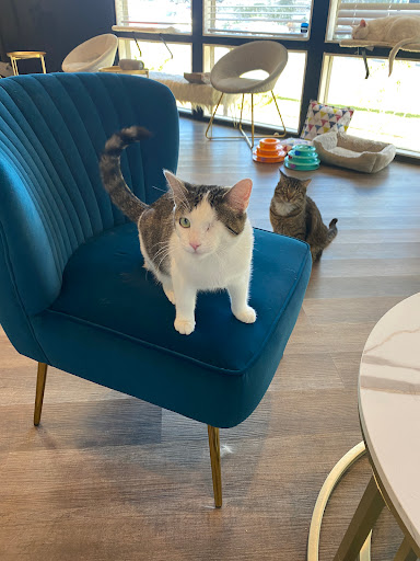 Frisky Business Palm Springs Cat Cafe image