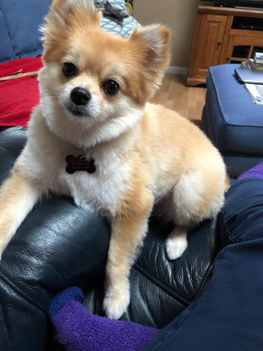 Pet Supply Store «Petco Animal Supplies», reviews and photos, 12641-310 Ocean Gateway, Ocean City, MD 21842, USA