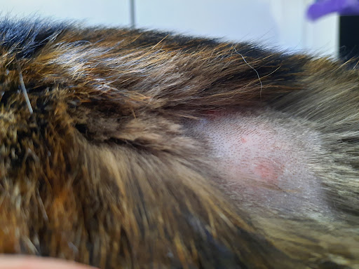 Tierarztpraxis Dr. Abreu unter Stadtbergen, Bayern