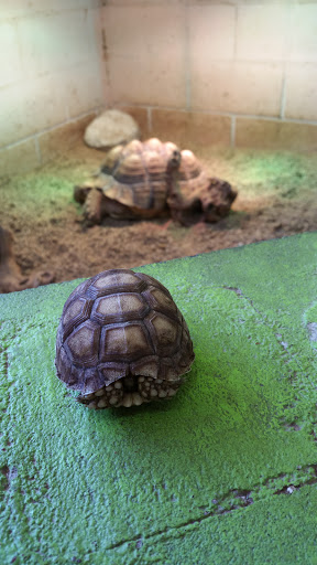 Pet Store «Tye-Dyed Iguana - Reptiles», reviews and photos, 1905 W U.S. 50, Fairview Heights, IL 62208, USA