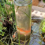 Photo n°5 de l'avis de wbrandy. fait le 10/07/2022 à 16:30 sur le  Gasthof Löwen à Heitersheim