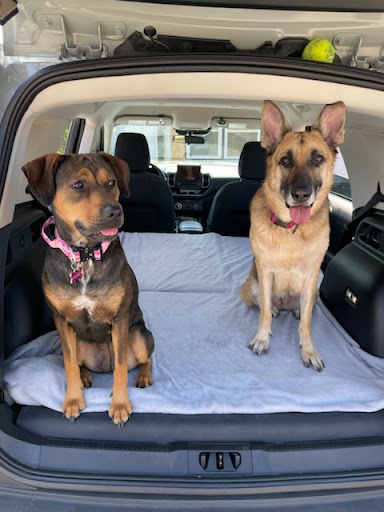 Pet Supply Store «Coastline Pet Supply», reviews and photos, 3530 Northgate Dr, Myrtle Beach, SC 29588, USA