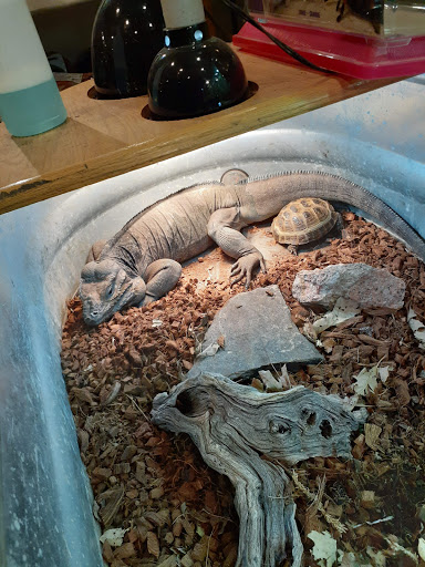 Reptile Store «Pets & Things», reviews and photos, 44825 Van Dyke, Utica, MI 48317, USA