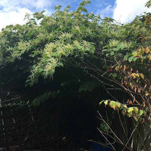 Reviews of Japanese Knotweed Expert Ltd in Stoke-on-Trent - Construction company