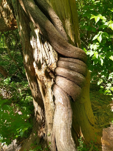 Nature Preserve «Wye Island Natural Resources Management Area», reviews and photos, 632 Wye Island Rd, Queenstown, MD 21658, USA