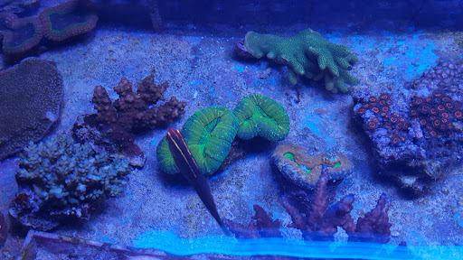 Pet Store «Aqua Pros», reviews and photos, 500 & 510 Pennsylvania Ave, Glen Ellyn, IL 60137, USA