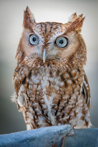 Zoo «Audubon Center for Birds of Prey», reviews and photos, 1101 Audubon Way, Maitland, FL 32751, USA