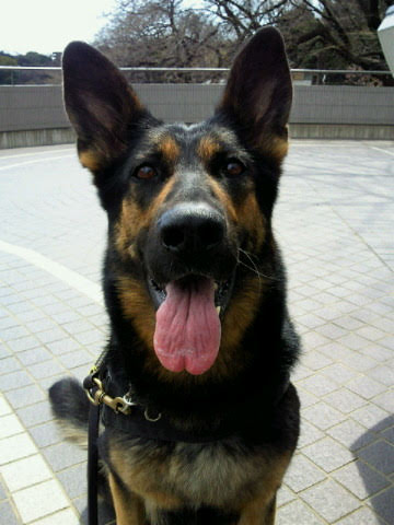 杉浦愛犬警察犬訓練所