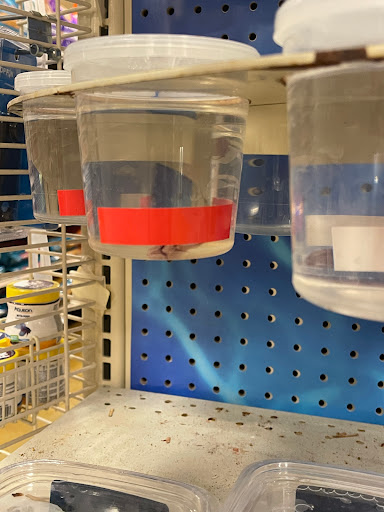 Pet Supply Store «PetSmart», reviews and photos, 7765 Airport Blvd #901, Mobile, AL 36608, USA