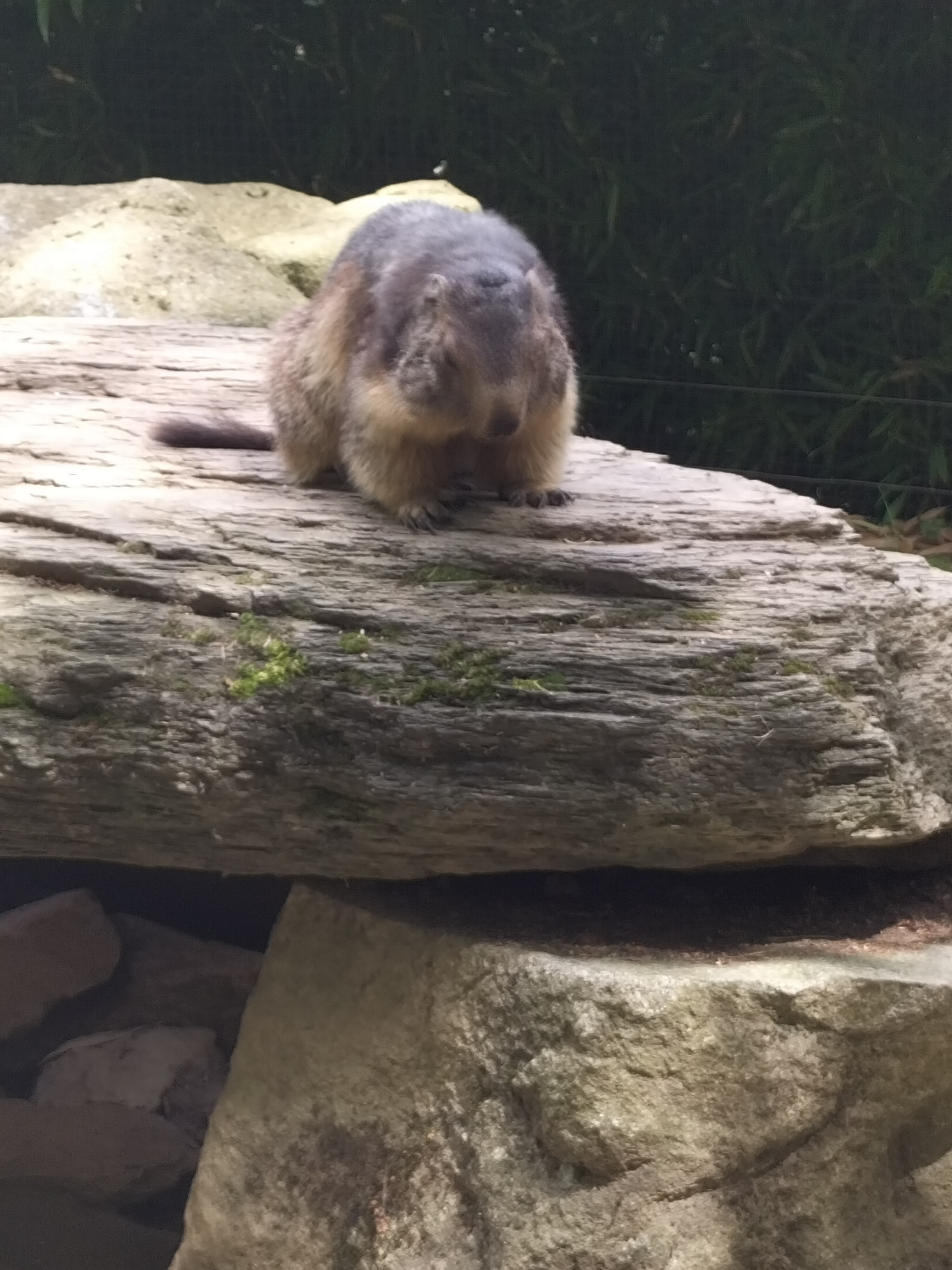 Photo n° 1 de l'avis de Alaska. fait le 26/08/2023 à 16:58