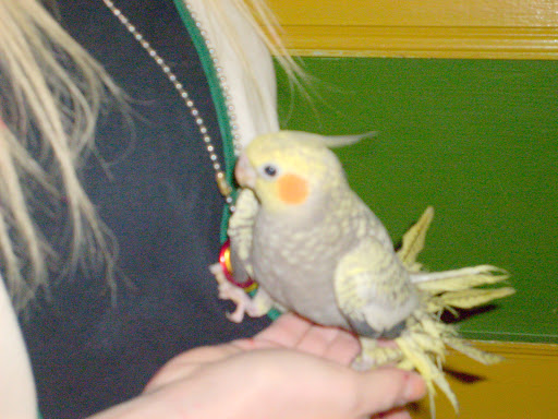 Pet Supply Store «Petland Discounts - Williamsbridge», reviews and photos, 3967 White Plains Rd, Bronx, NY 10466, USA