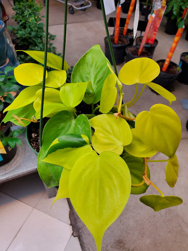 Garden Center «English Gardens», reviews and photos, 44850 Garfield Rd, Charter Twp of Clinton, MI 48038, USA