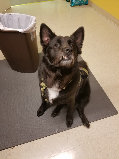 Pet Store «Barkz & Wagz», reviews and photos, 38445 Co Rd 54, Zephyrhills, FL 33542, USA