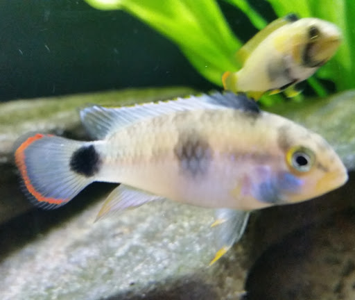 Pet Store «Plattsmouth Pets», reviews and photos, 430 Main St, Plattsmouth, NE 68048, USA