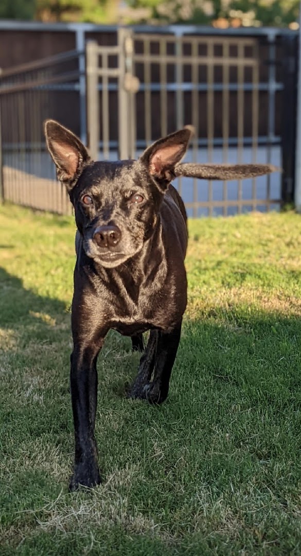 Overnight Pet Care DFW - Is now The Sterling Pooch Pet Services