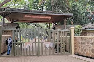 Kenya Wildlife Impala Park image