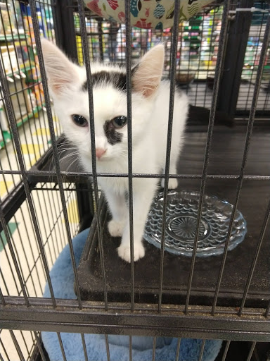 Pet Supply Store «Pet Supplies Plus», reviews and photos, 601 Portion Rd, Lake Ronkonkoma, NY 11779, USA