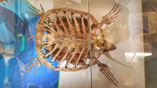 Gift Shop «Smithsonian Museum of Natural History Gift Shops», reviews and photos, 10th St NW & Constitution Avenue Northwest, Washington, DC 20004, USA