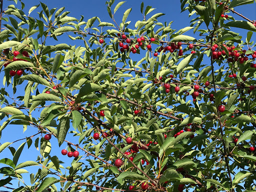 Produce Market «Brookwood Fruit Farm», reviews and photos, 7845 Bordman Rd, Almont, MI 48003, USA